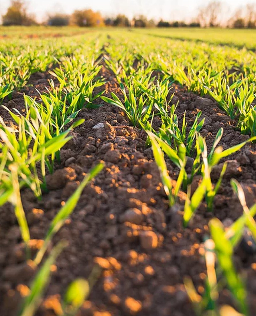 Young wheat rows in rich farm soil at sunrise