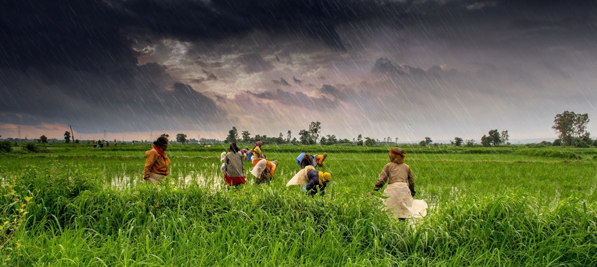 Farmers transplanting rice in a green field under a rain-filled sky